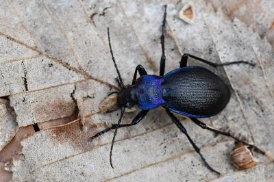 <i>Carabus problematicus</i>