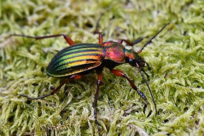 <i>Carabus auronitens</i>