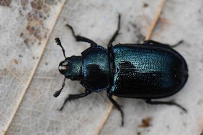 <i>Platycerus caraboides</i>