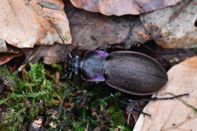 <i>Carabus nemoralis</i>