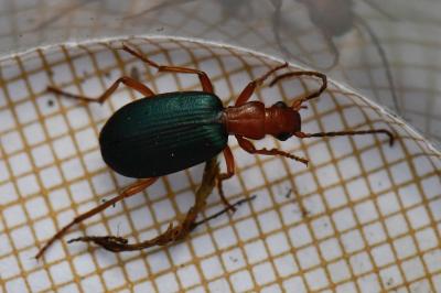 <i>Brachinus crepitans</i>