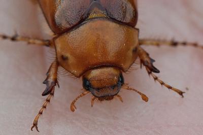<i>Rhizotrogus aestivus</i>