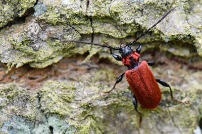 <i>Pyrrhidium sanguineum</i>
