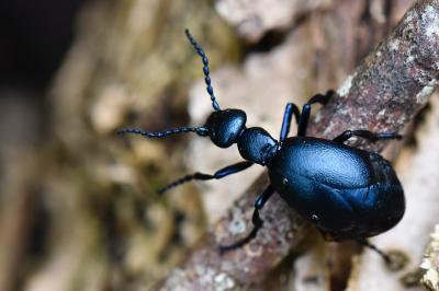 <i>Meloe violaceus</i>