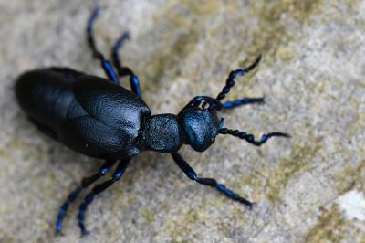Meloe proscarabaeus