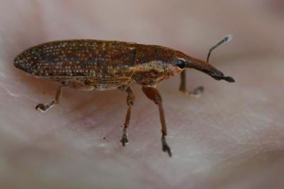 <i>Lixus punctiventris</i>