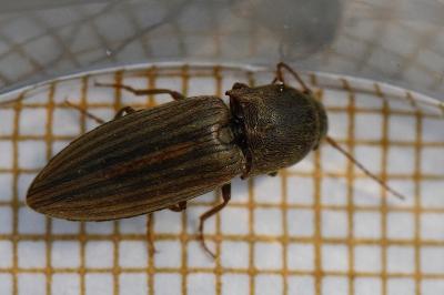<i>Agriotes lineatus</i>
