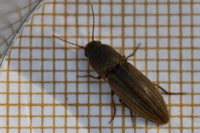 <i>Agriotes lineatus</i>