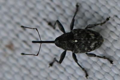 <i>Curculio villosus</i>