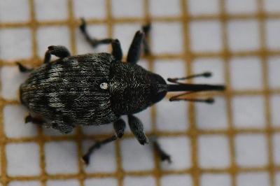 <i>Curculio villosus</i>