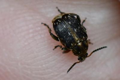 <i>Bruchus rufimanus</i>