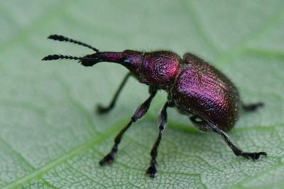 Rhynchites auratus
