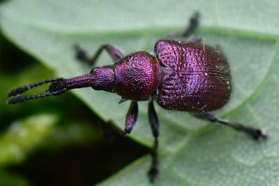 <i>Rhynchites auratus</i>