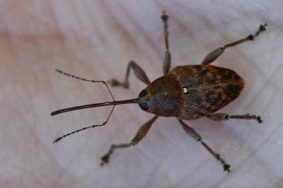 <i>Curculio glandium</i>
