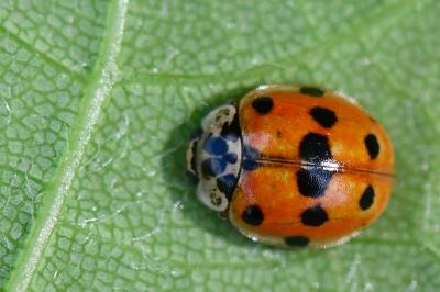 <i>Adalia decempunctata</i>