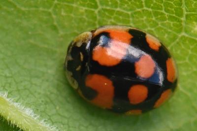 Adalia decempunctata