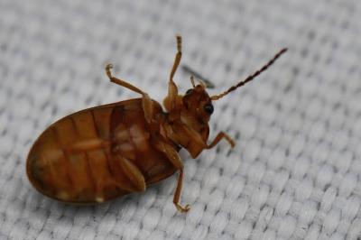 <i>Microcara testacea</i>