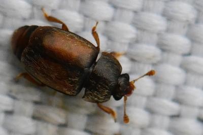 <i>Epuraea</i>