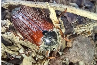 <i>Phyllopertha horticola</i>