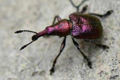 Rhynchites auratus