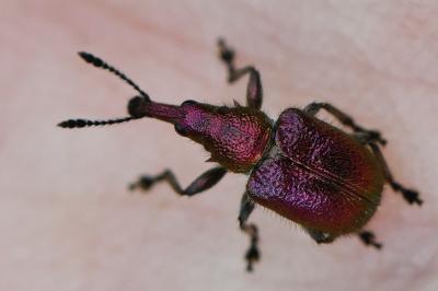 <i>Rhynchites auratus</i>