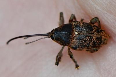 <i>Curculio glandium</i>
