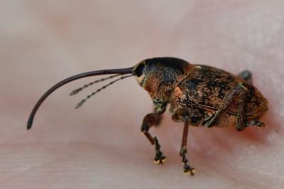 <i>Curculio glandium</i>