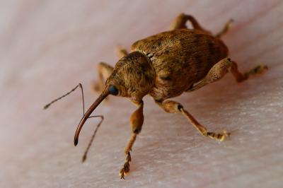 <i>Curculio venosus</i>