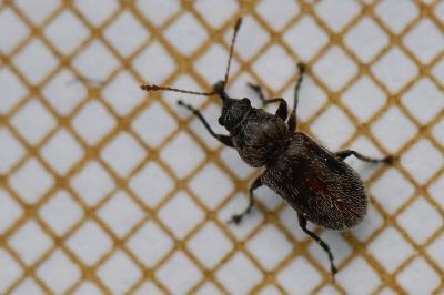 <i>Doydirhynchus austriacus</i>