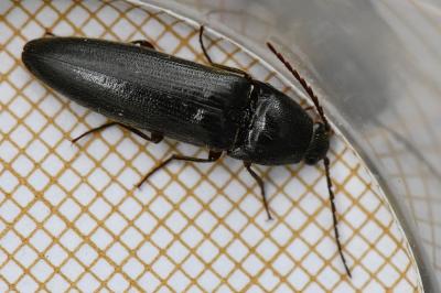 <i>Melanotus villosus</i>