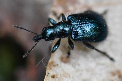 <i>Involvulus caeruleus</i>
