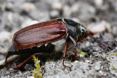 <i>Melolontha melolontha</i>