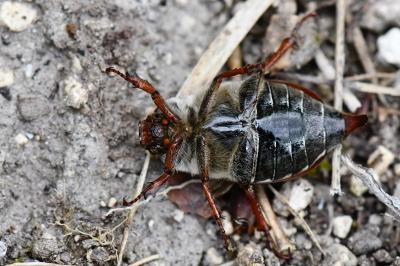 <i>Melolontha melolontha</i>
