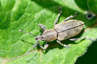 <i>Tanymecus palliatus</i>