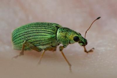 <i>Polydrusus formosus</i>