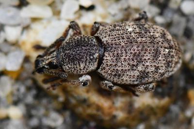 <i>Otiorhynchus</i>