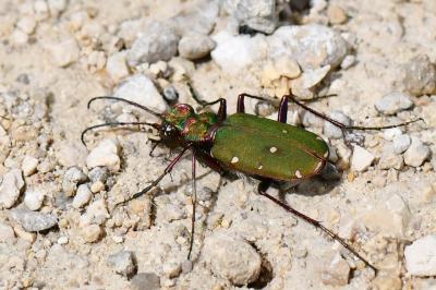 <i>Cicindela campestris</i>