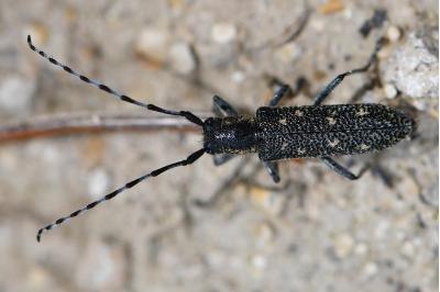 Saperda populnea
