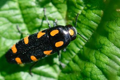 Ptosima undecimmaculata