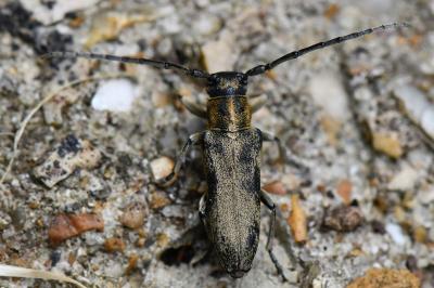 Phytoecia nigricornis