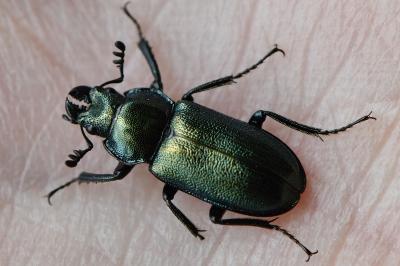 <i>Platycerus caraboides</i>