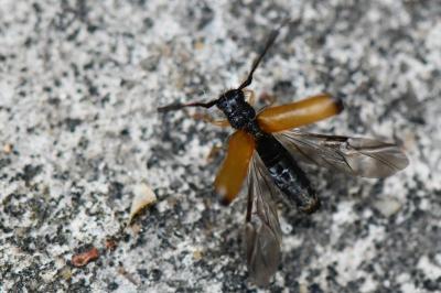 Tetrops praeustus
