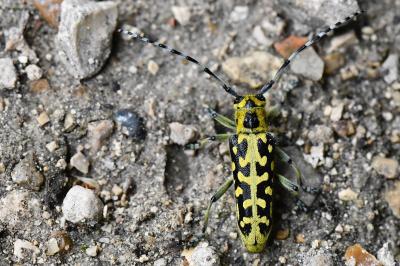 <i>Saperda scalaris</i>
