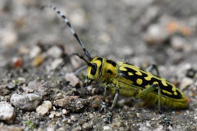<i>Saperda scalaris</i>