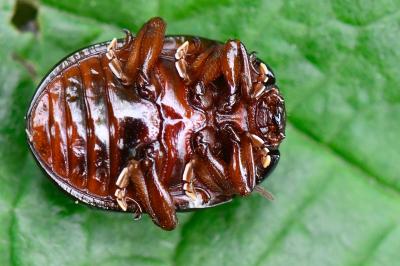 <i>Chrysolina bankii</i>