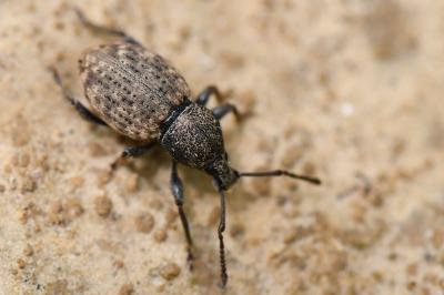 <i>Otiorhynchus raucus</i>