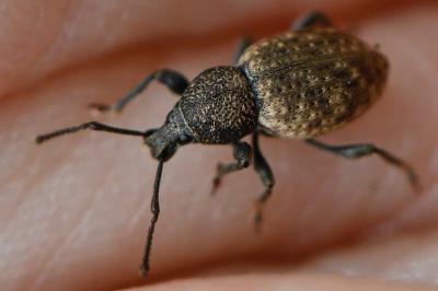 <i>Otiorhynchus raucus</i>