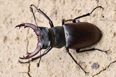 <i>Lucanus cervus</i>