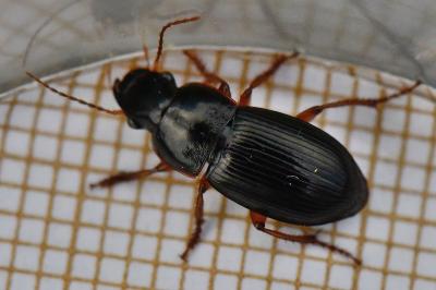 <i>Harpalus latus</i>