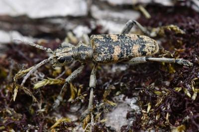 <i>Rhagium sycophanta</i>